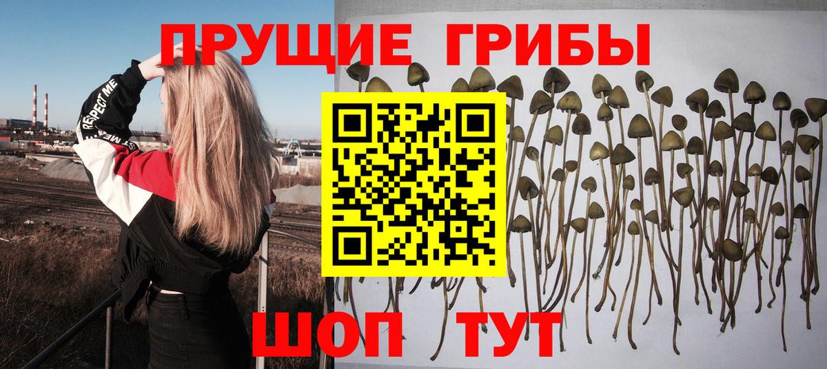 Псилоцибиновые грибы прущие грибы Евпатория